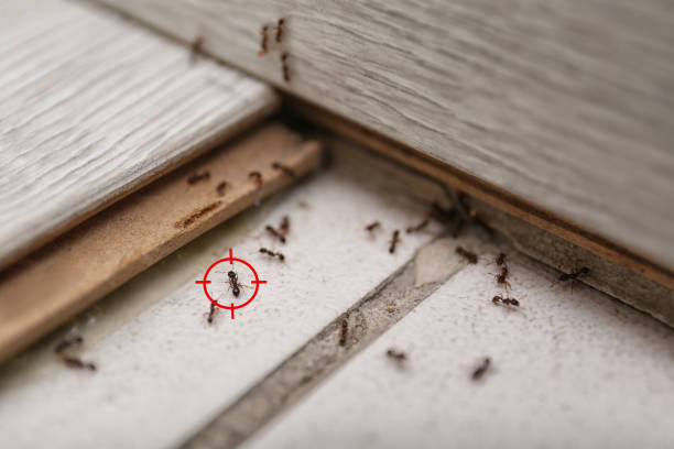 Best Cockroach Control Services  in Waxhaw, NC