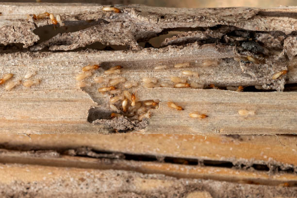 Best Best Pest Control Companies  in Waxhaw, NC